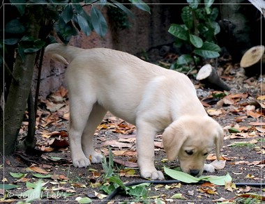 Joyful Lab's Eye-Catching Girl - Tilda - Joyful Lab's Eye-Catching Girl - Tilda -
