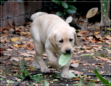 Joyful Lab's Eye-Catching Girl - Tilda -