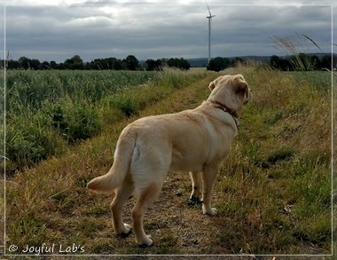 Joyful Lab's Eye-Catching Girl - Tilda -