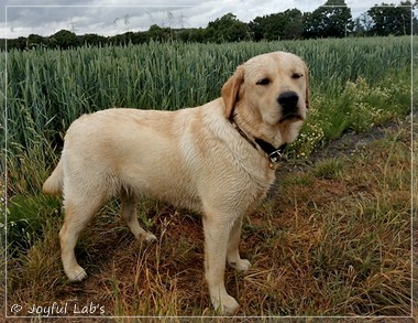 Joyful Lab's Eye-Catching Girl - Tilda -