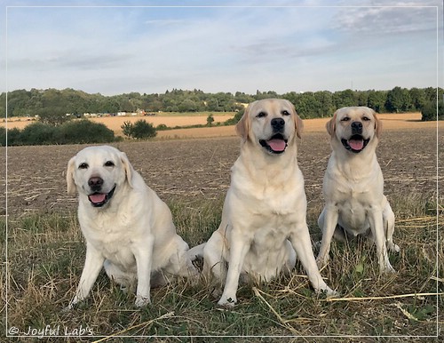 Die Joyful Lab's Girls