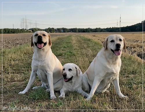 Die Joyful Lab's Girls