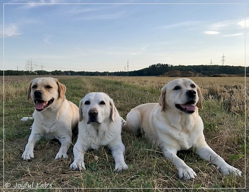 Die Joyful Lab's Girls