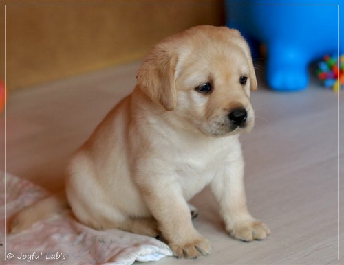 Joyful Lab's Eye-Catching Girl - Tilda - Joyful Lab's Eye-Catching Girl - Tilda -