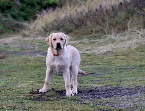 Joyful Lab's Eye-Catching Girl - Tilda -