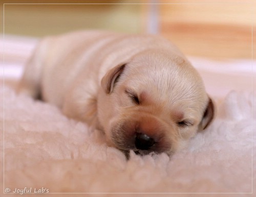 Joyful Lab's Eye-Catching Girl - Tilda - Joyful Lab's Eye-Catching Girl - Tilda -