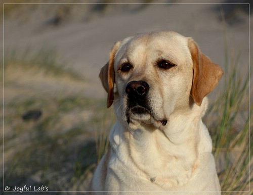 Joyful Lab's Classic Girl - Carla