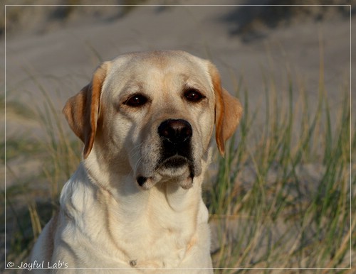 Joyful Lab's Classic Girl - Carla