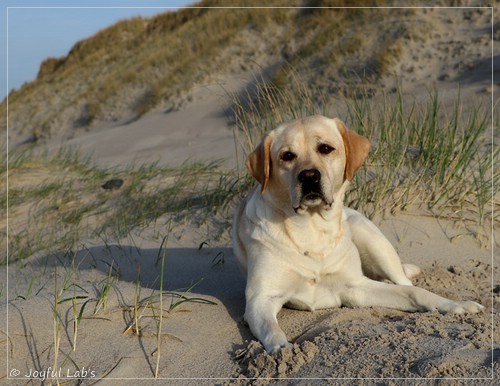 Joyful Lab's Classic Girl - Carla