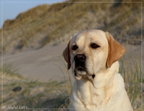 Joyful Lab's Classic Girl - Carla