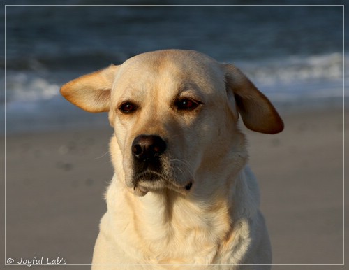 Joyful Lab's Classic Girl - Carla