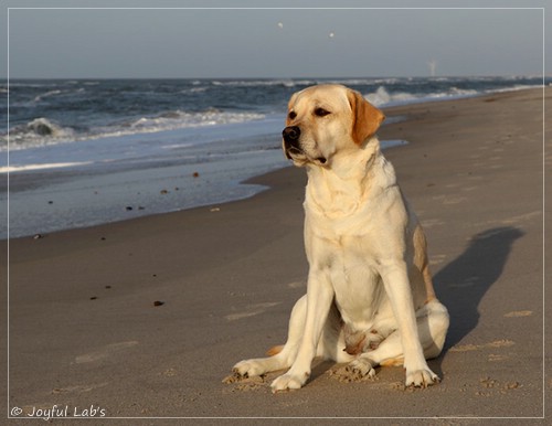 Joyful Lab's Classic Girl - Carla