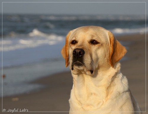 Joyful Lab's Classic Girl - Carla