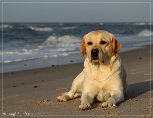 Joyful Lab's Classic Girl - Carla