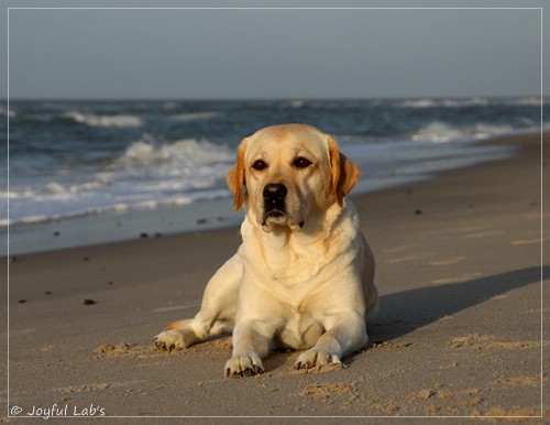 Carla - Joyful Lab's Classic Girl