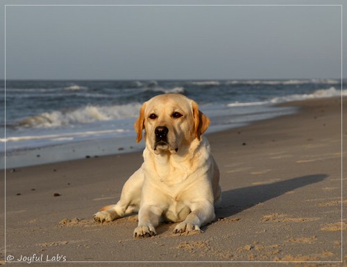 Joyful Lab's Classic Girl - Carla