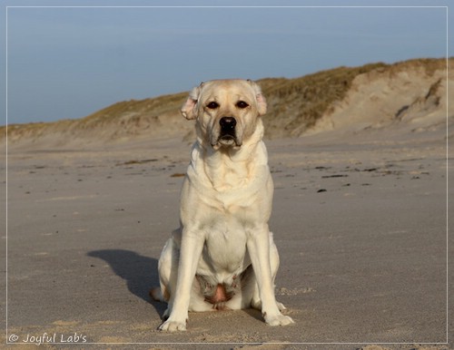 Joyful Lab's Classic Girl - Carla