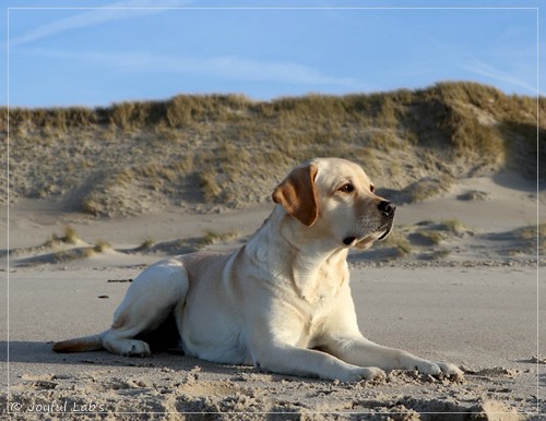 Joyful Lab's Classic Girl - Carla