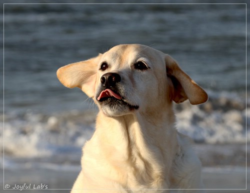 Hanna - Rosefair Joyful Girl