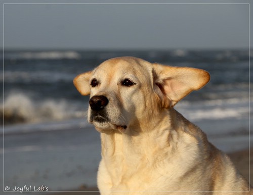 Hanna - Rosefair Joyful Girl