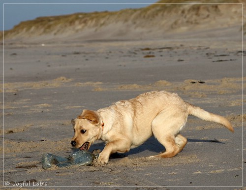 Joyful Lab's Eye-Catching Girl - Tilda -