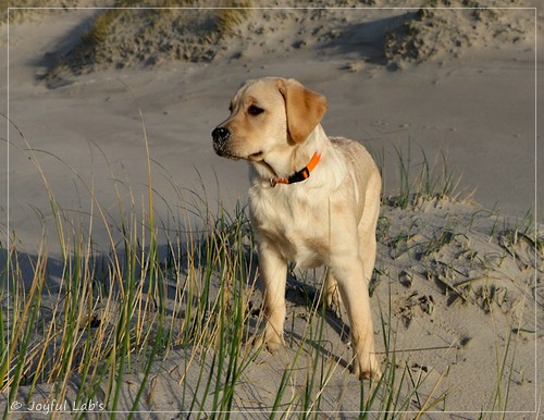 Joyful Lab's Eye-Catching Girl - Tilda - Joyful Lab's Eye-Catching Girl - Tilda -