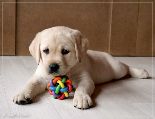 Joyful Lab's Eye-Catching Girl - Tilda -