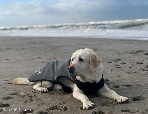 Greta - Joyful Labs Be Happy Girl