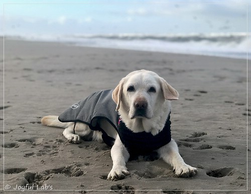 Greta - Joyful Labs Be Happy Girl