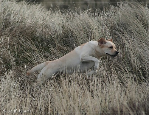 Carla - Joyful Lab's Classic Girl