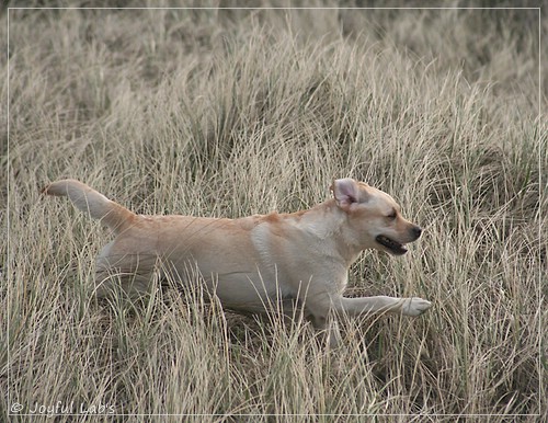 Carla - Joyful Lab's Classic Girl