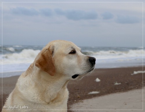 Joyful Lab's Classic Girl - Carla