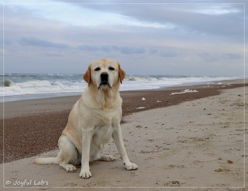 Joyful Lab's Classic Girl - Carla