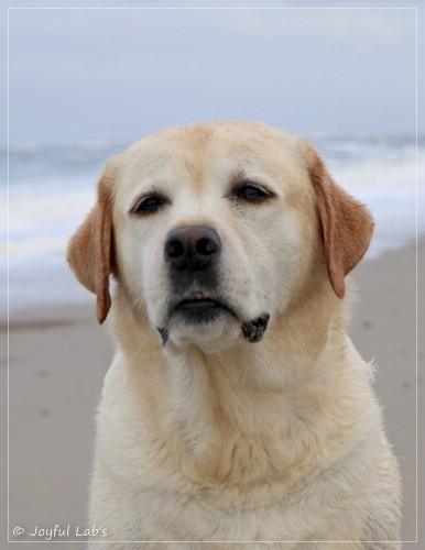 Joyful Lab's Classic Girl - Carla Joyful Lab's Classic Girl - Carla