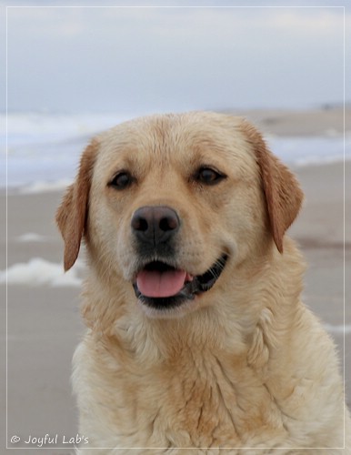Joyful Lab's Eye-Catching Girl - Tilda - Joyful Lab's Eye-Catching Girl - Tilda -