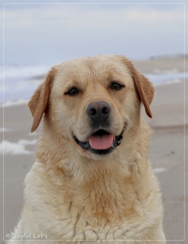 Joyful Lab's Eye-Catching Girl - Tilda - Joyful Lab's Eye-Catching Girl - Tilda -