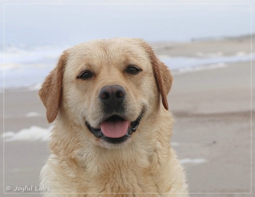 Joyful Lab's Eye-Catching Girl - Tilda - Joyful Lab's Eye-Catching Girl - Tilda -