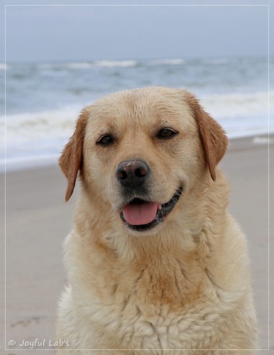 Joyful Lab's Eye-Catching Girl - Tilda - Joyful Lab's Eye-Catching Girl - Tilda -