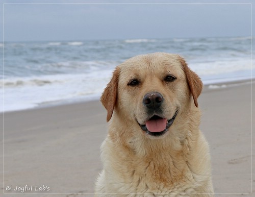 Joyful Lab's Eye-Catching Girl - Tilda - Joyful Lab's Eye-Catching Girl - Tilda -