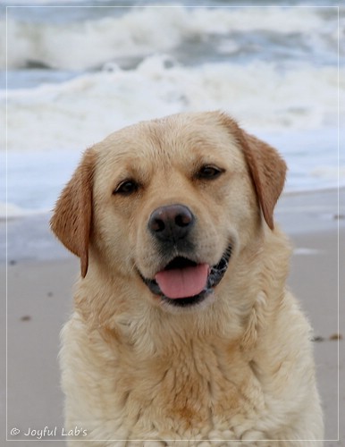 Joyful Lab's Eye-Catching Girl - Tilda - Joyful Lab's Eye-Catching Girl - Tilda -
