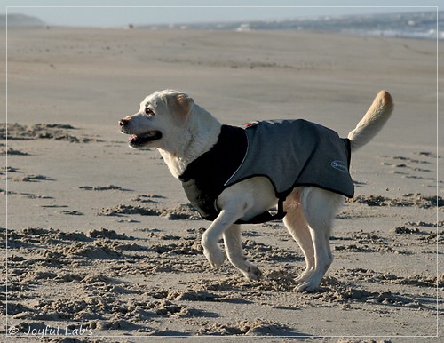 Greta - Joyful Labs Be Happy Girl