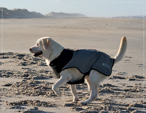 Greta - Joyful Labs Be Happy Girl