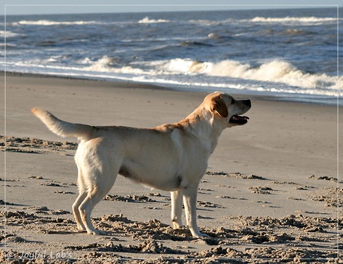 Carla - Joyful Lab's Classic Girl