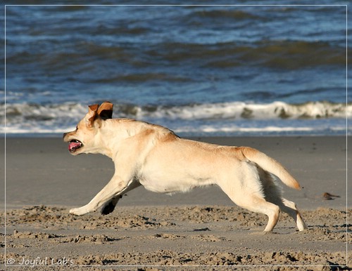 Carla - Joyful Lab's Classic Girl