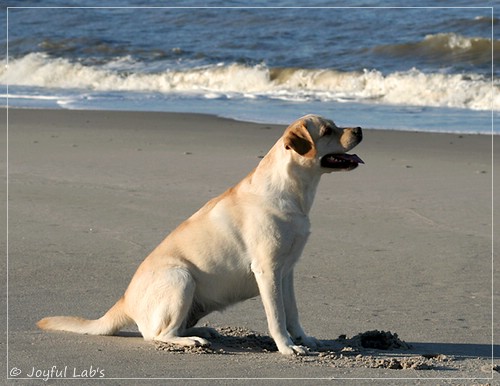 Carla - Joyful Lab's Classic Girl