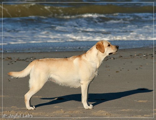 Carla - Joyful Lab's Classic Girl