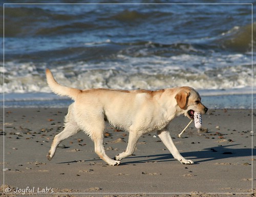 Carla - Joyful Lab's Classic Girl