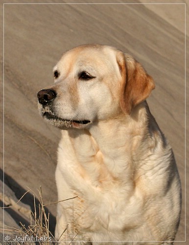 Hanna - Rosefair Joyful Girl