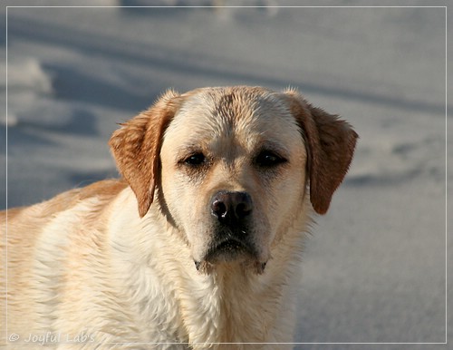 Carla - Joyful Lab's Classic Girl