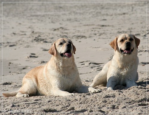 Joyful Lab's Classic Girl - Carla & Hanna - Rosefair Joyful Girl